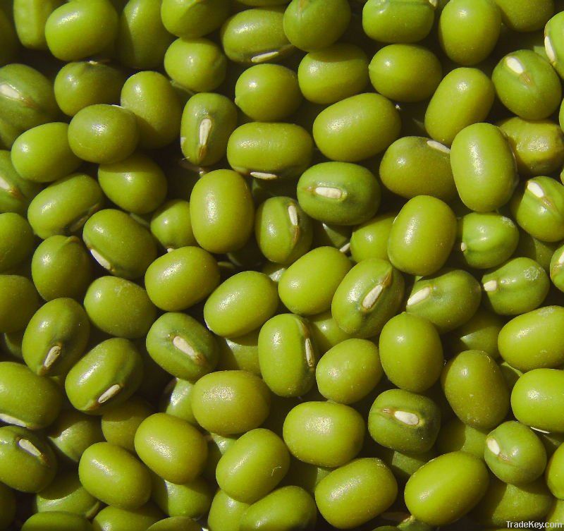 green mung beans