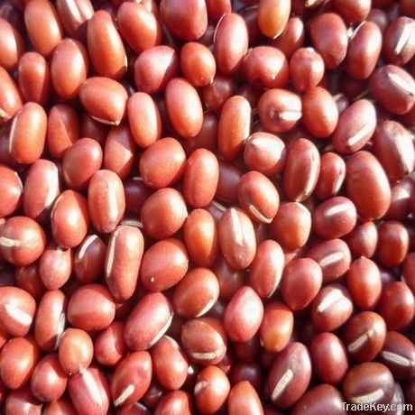 Small red adzuki beans