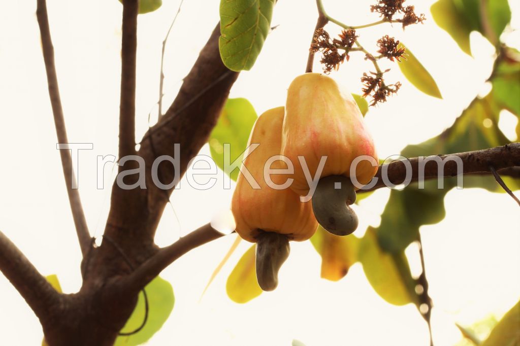 Raw Cashew Nuts