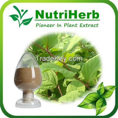 Natural Polygonum Cuspidatum Root Extract 1%-98% Resveratrol