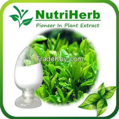 Natural Green Tea Extract 98% L-theanine Suntheanine