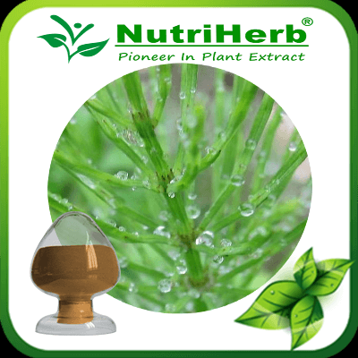 Horsetail Extract /Shavegrass Extract 2% Silica /Silicic Acid