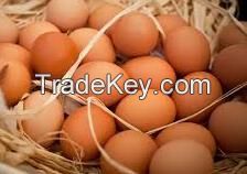 Quality Fresh Chicken Brown & White Table Eggs & Fertilized Hatching Eggs, White and Brown Eggs