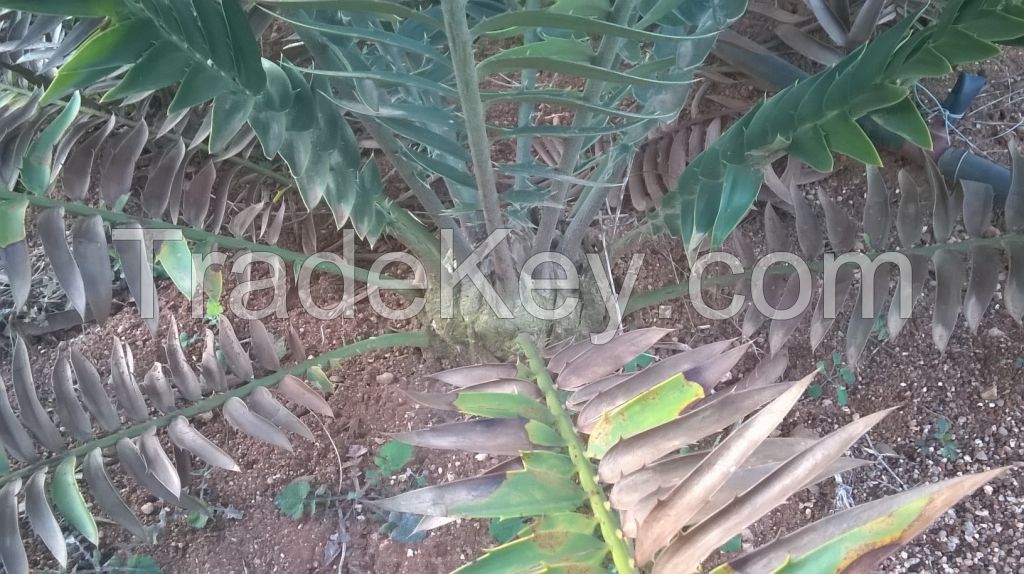 Wood's Cycad