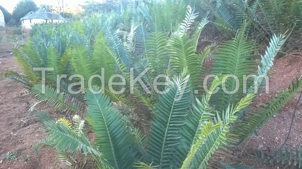 Wood's Cycad