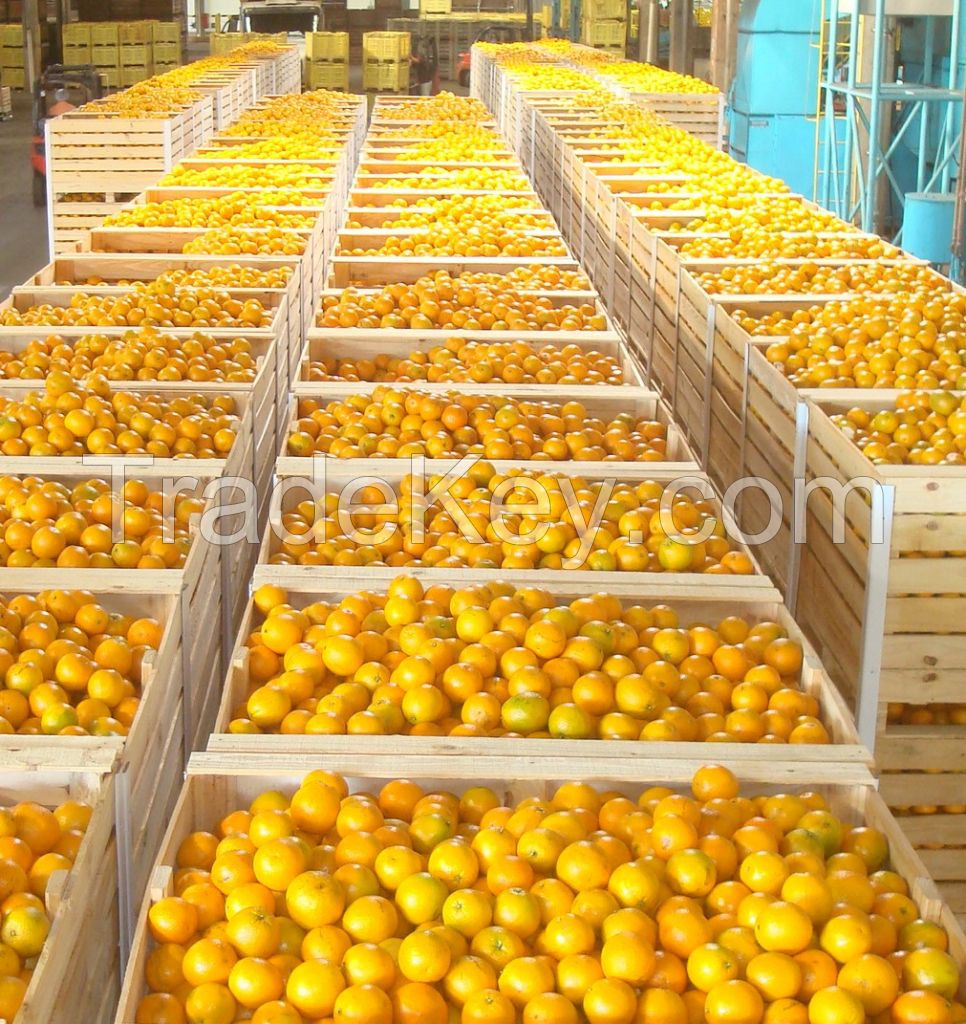 Lemons, oranges, pear, lime, avocado, mango. We are Suppliers of Fresh fruits and vegetables 