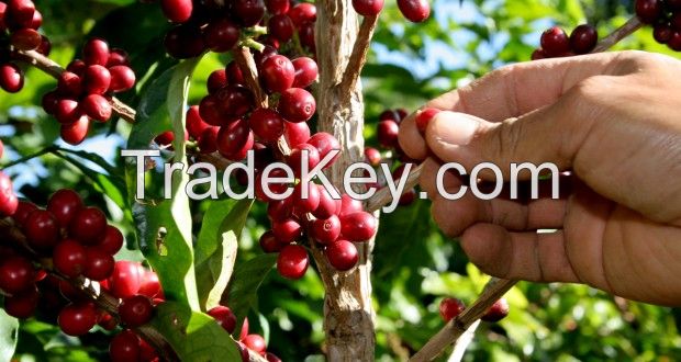 100% Arabica Bresilian Coffee