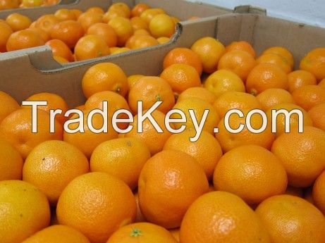 Sweet Fresh mandarin orange/Fresh Orange, Naval Orange, Valencia Oranges 