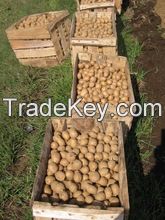 Fresh Potatoes, Sweet Potato For Sale.. 