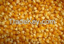 White and Yellow Corn (Human Consumption &amp; Animal Feed)