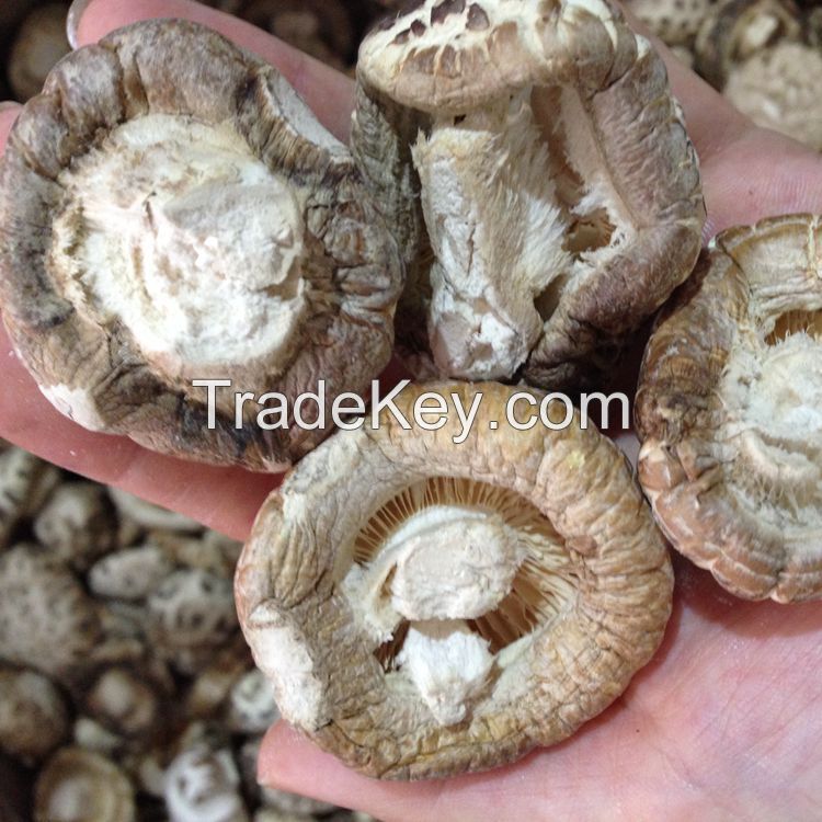 Bulk Dried White Flower Mushroom Whole with Cap 3-4 CM, Stem 1CM