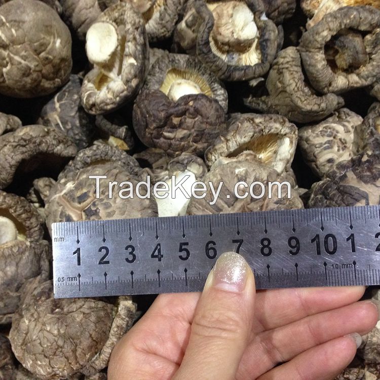 4-5CM Dried Tea Flower Mushroom Shiitake Whole in Bulk