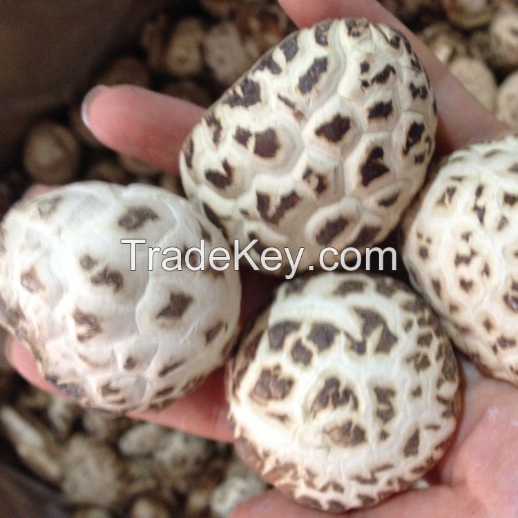 Bulk Dried White Flower Mushroom Whole with Cap 3-4 CM, Stem 1CM