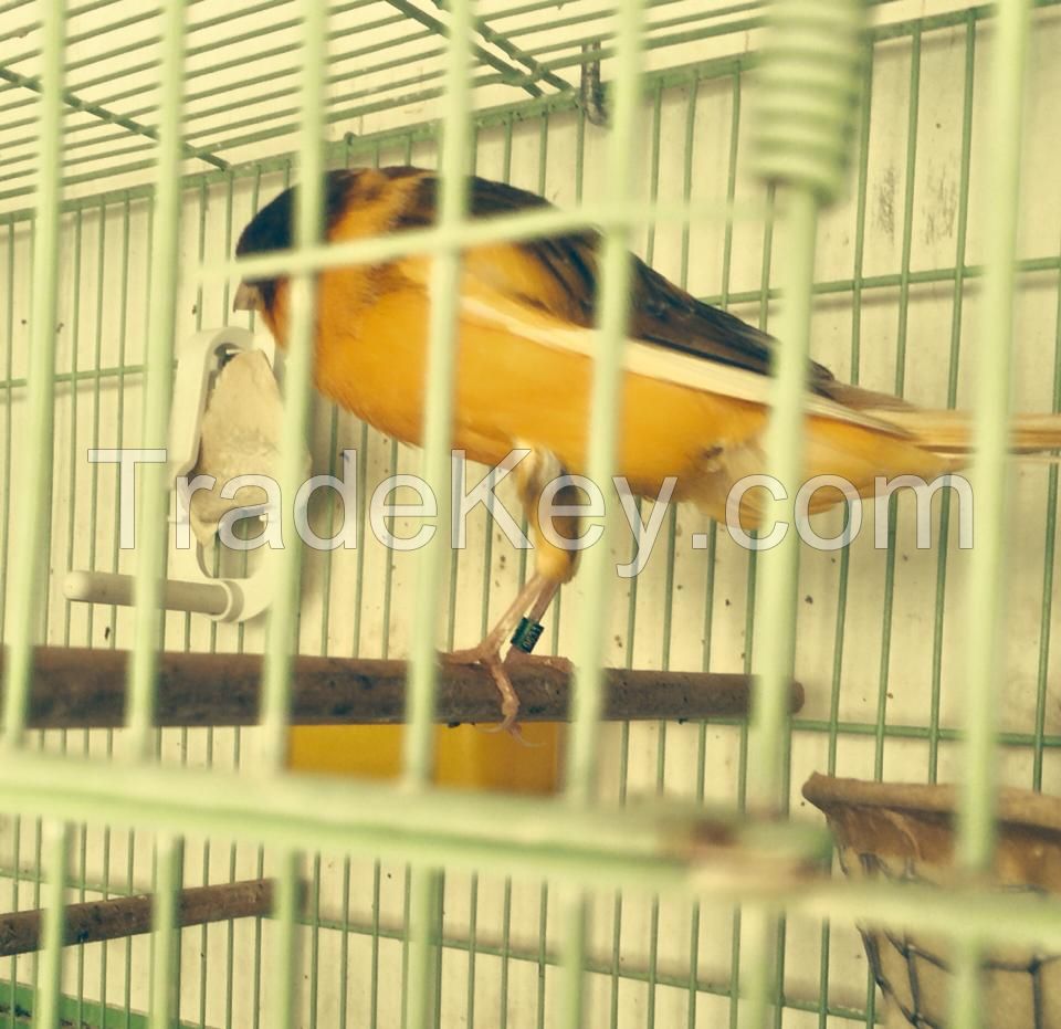 Yorkshire Canary - Lancashire Canary Birds