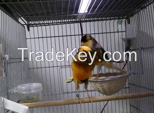 Stafford Canary,Spanish Timbrado Canary,Yorkshire Canary - Lancashire Canary   Birds