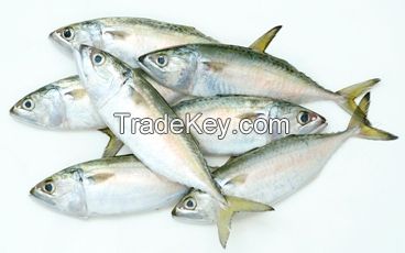 INDIAN MACKEREL WHOLE ROUND