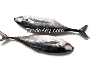 HORSE MACKEREL WHOLE ROUND