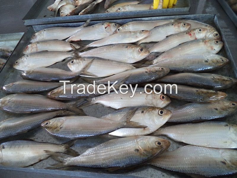 DOTTED GIZZARD SHAD FISH WHOLE ROUND