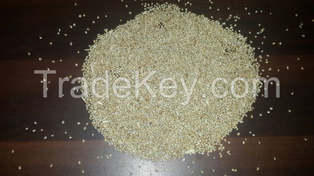 green millet