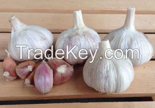 red garlic