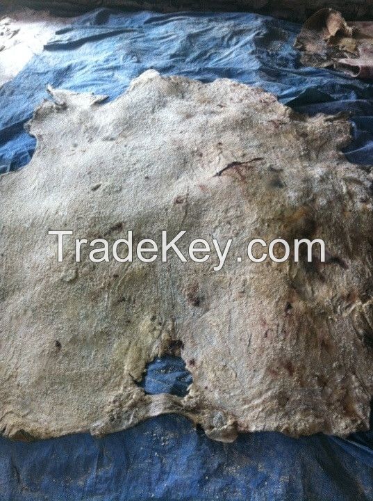 Wet Salted Cowhide