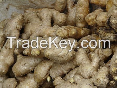 Vietnam Fresh Ginger with hot price