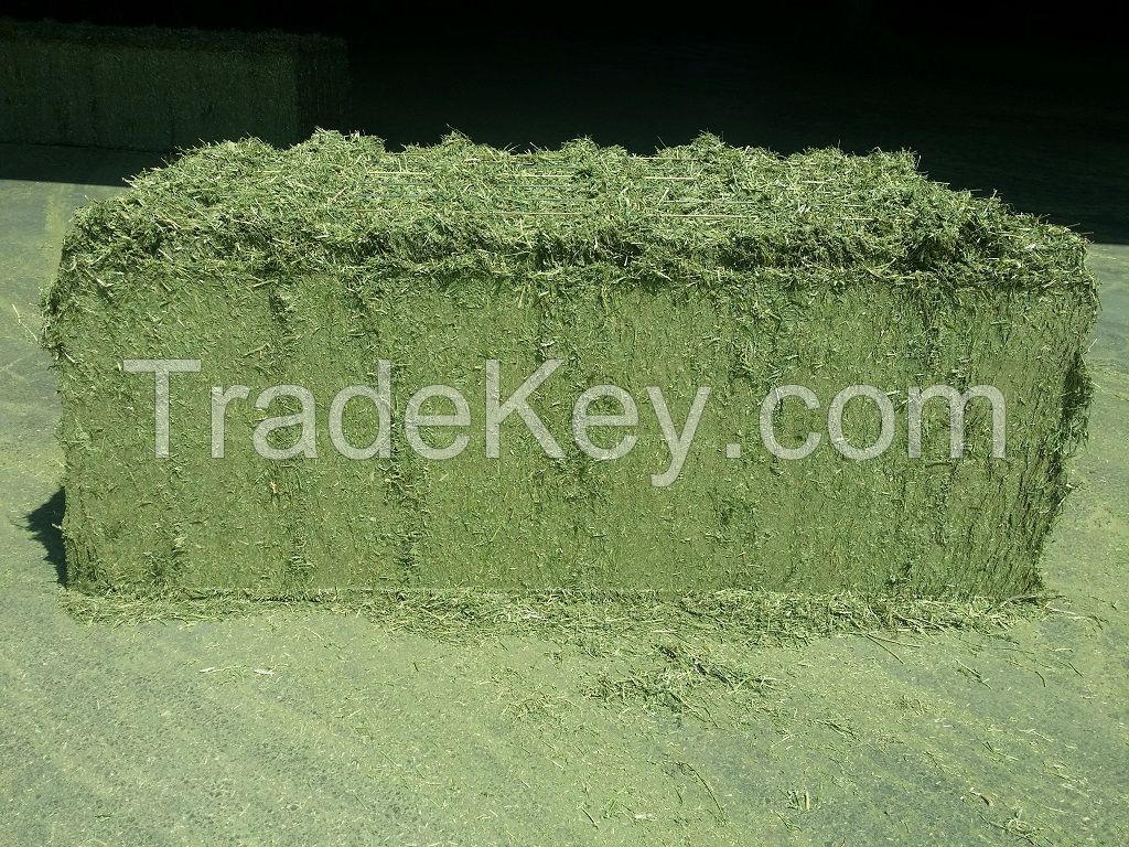 DEHYDRATED LARGE ALFALFA BALE