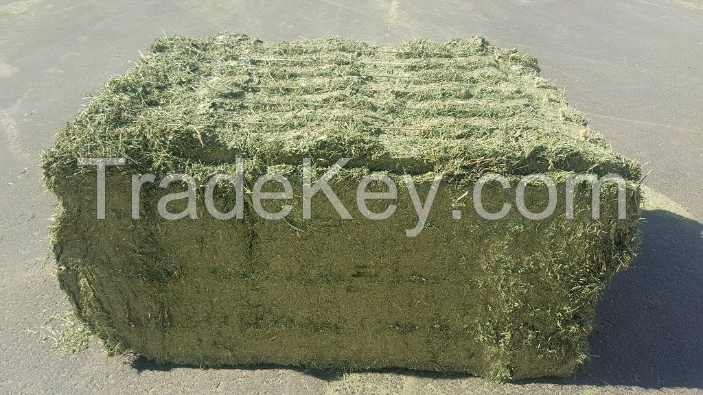 DEHYDRATED MEDIUM-SIZED ALFALFA