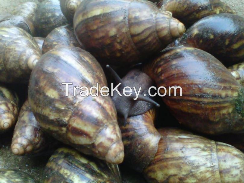 Seafood Available For Sale And Export