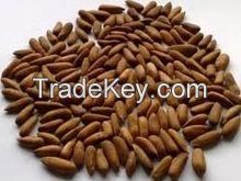 Pine Nut