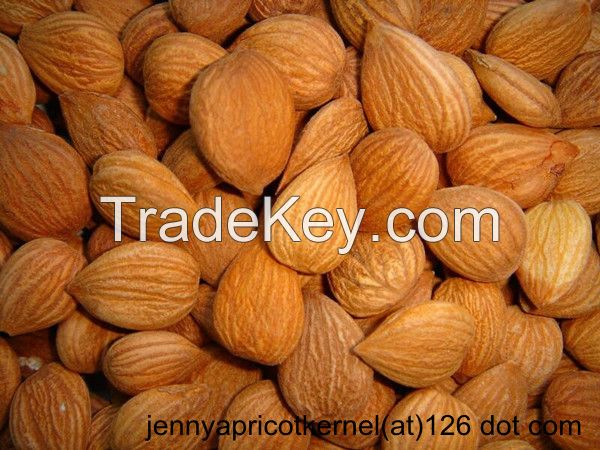 Apricot Kernel 