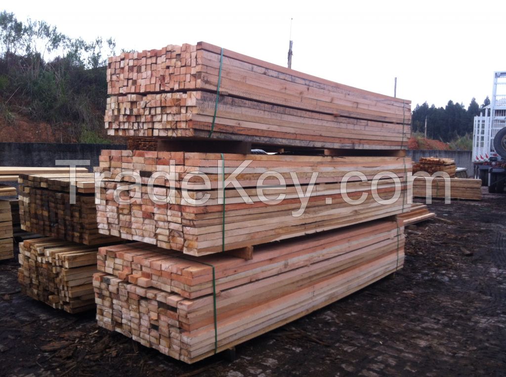 Teak wood, Eucalyptus, Pinus 