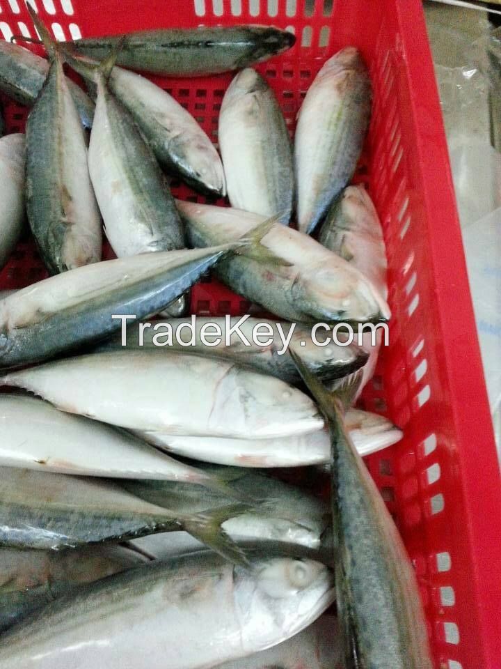 Frozen India mackerel fish