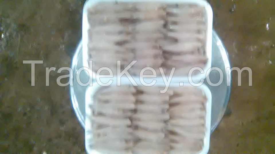 Frozen anchovy fish