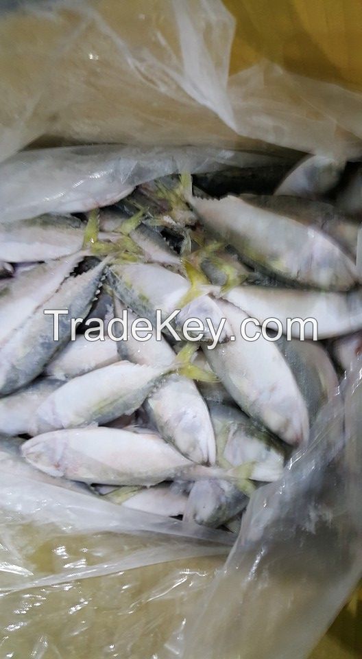 Frozen India mackerel fish