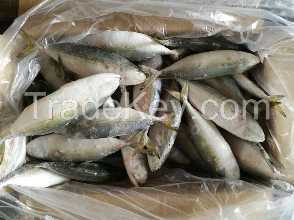 Frozen India mackerel fish