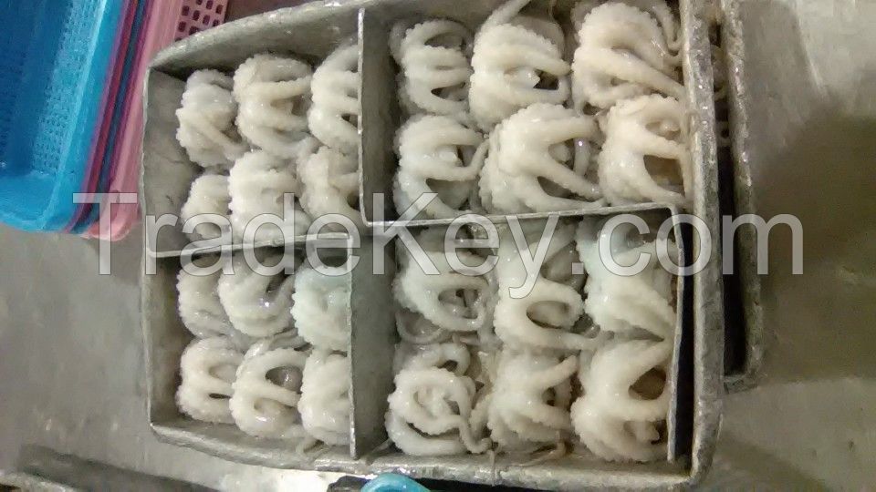 Frozen Octopus