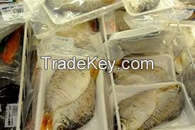 red tailed tinfoil barbs/ salted riverbarb