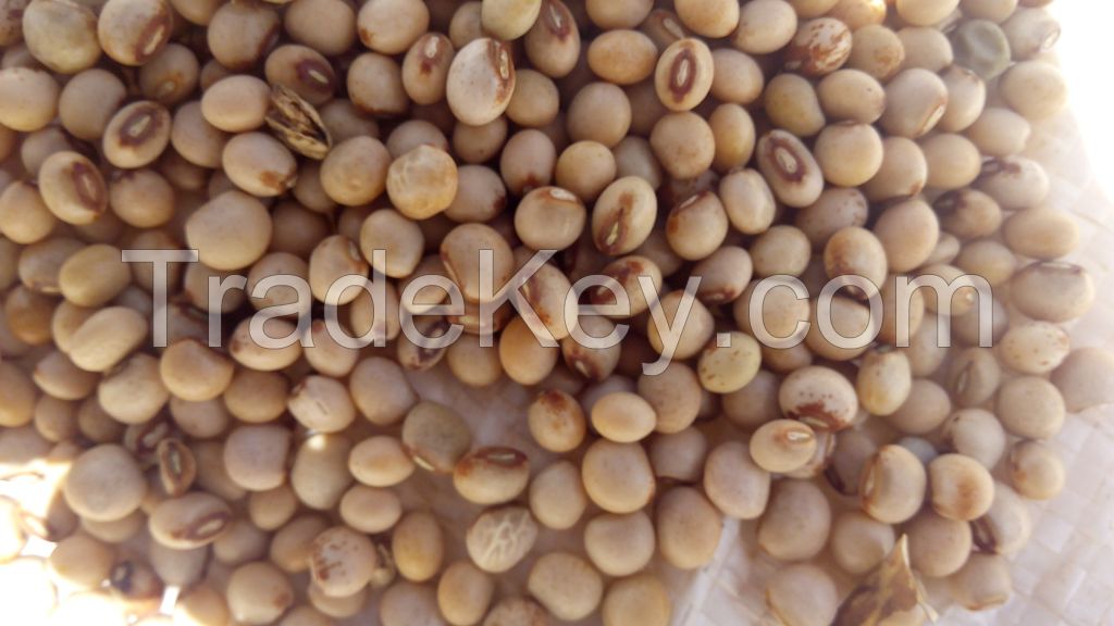 pigeon peas