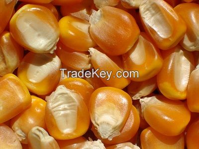 Sell - Yellow corn