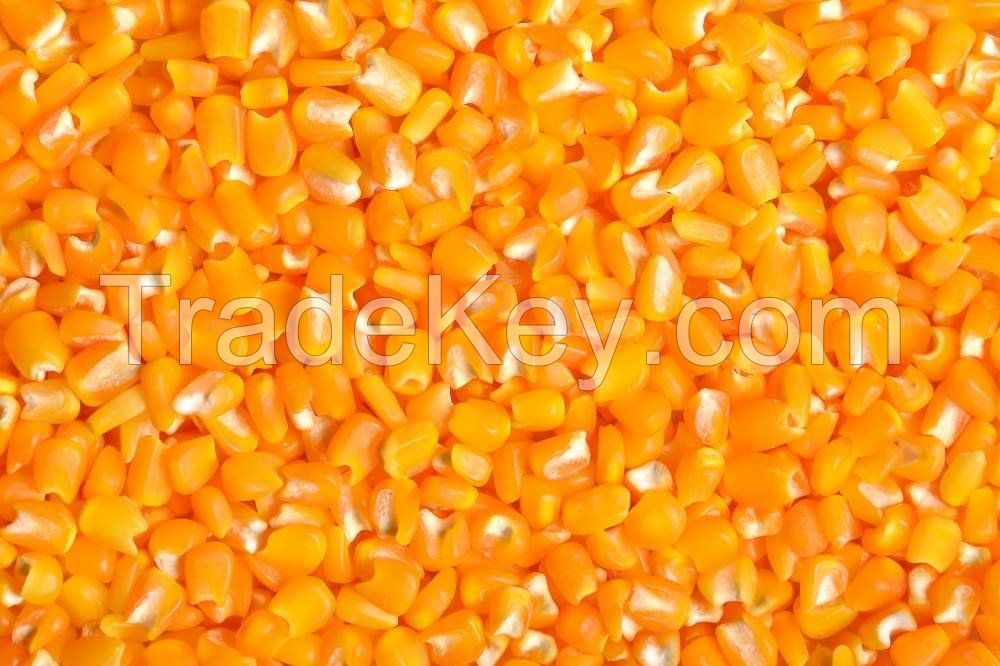 Sell - Yellow corn