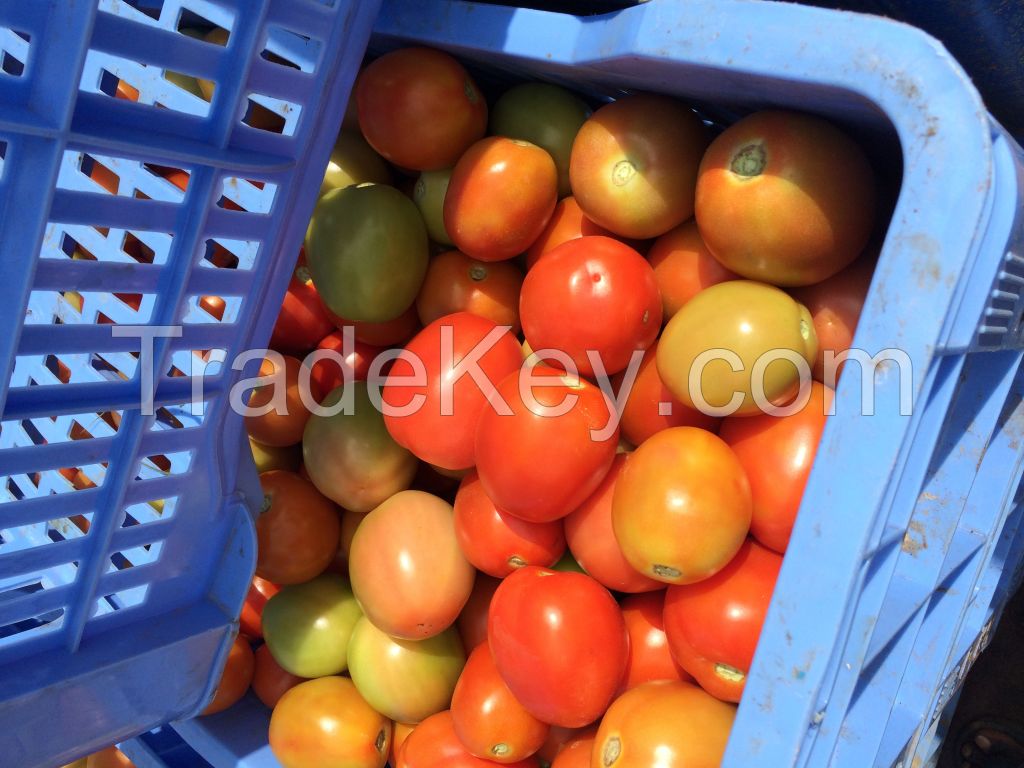 Farm Fresh Tomato