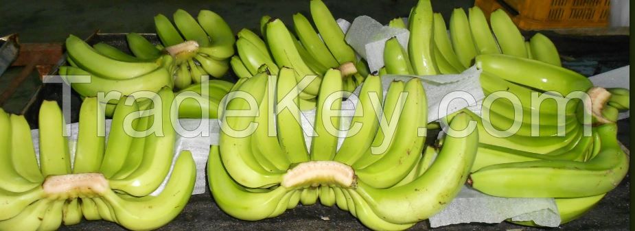 Fresh G9 Cavendish Banana