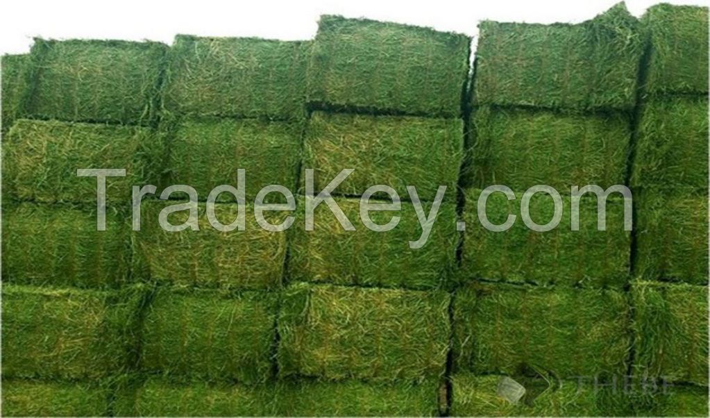 Buy Grade A Lucerne/Alfalfa Hay ,Teff bales,Eragrostis Hay,Animal feeds