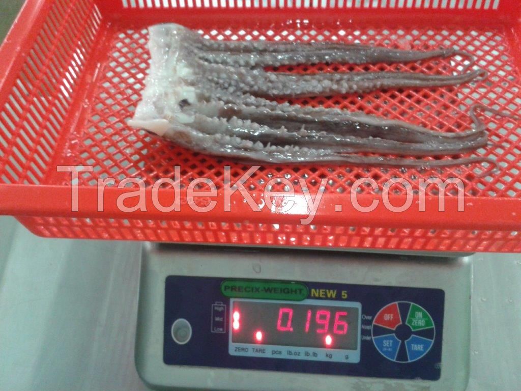 FROZEN GIANT SQUID TENTACLES 0-1Kg