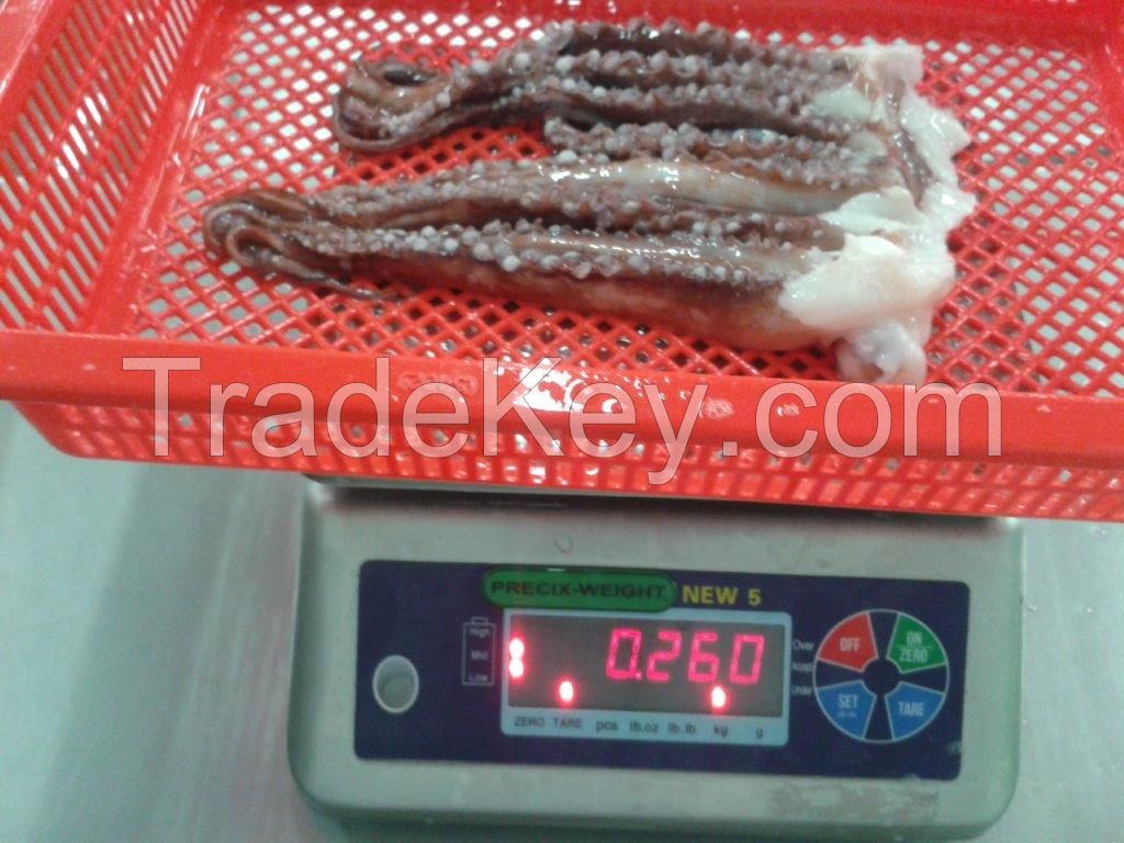 FROZEN GIANT SQUID TENTACLES 0-1Kg