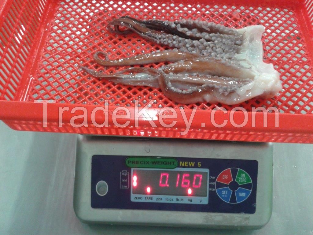 FROZEN GIANT SQUID TENTACLES 0-1Kg