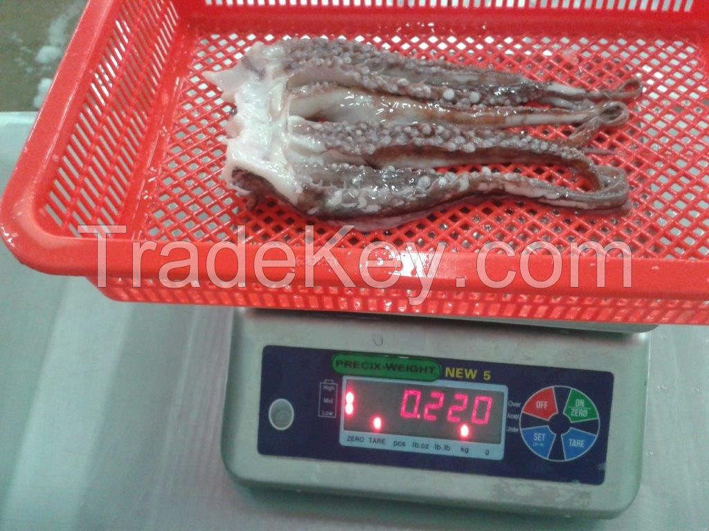 FROZEN GIANT SQUID TENTACLES 0-1Kg