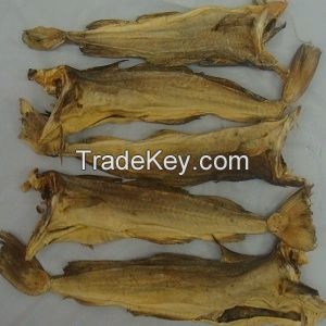 Quality Grade A Dried StockFish / Frozen Stock Fish for sale