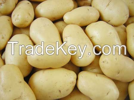 Fresh potatoes